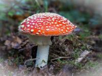 Fliegenpilz mit halbrundem Hut und angefressener rechten Seite